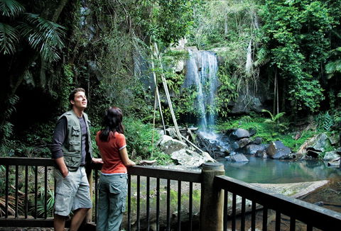 Curtis Falls Track, Tamborine National Park - Accommodation Batemans Bay 0
