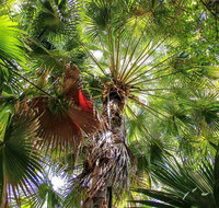 Depot Beach Rainforest Walk - Accommodation Batemans Bay