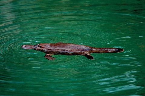 Explore The Mackay Region In One Day - Accommodation Batemans Bay 1