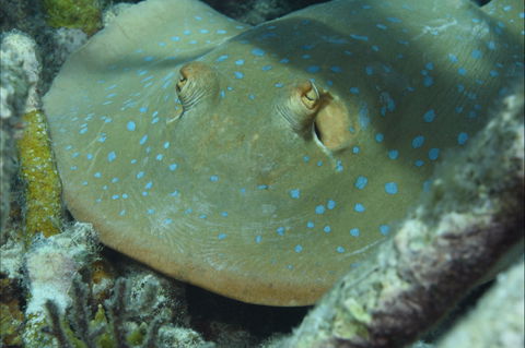 Fitzroy Island Dive Site - Accommodation Batemans Bay 0