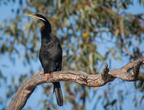Greenough River Nature Trail - Accommodation Batemans Bay 0