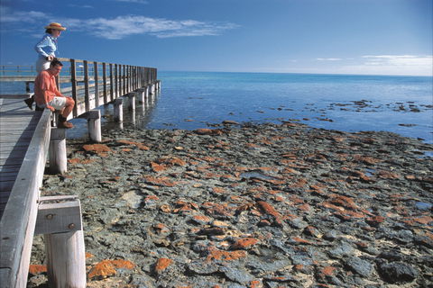 Hamelin Pool Stromatolites - Accommodation Batemans Bay 0