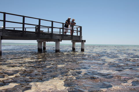 Hamelin Pool Stromatolites - Accommodation Batemans Bay 1