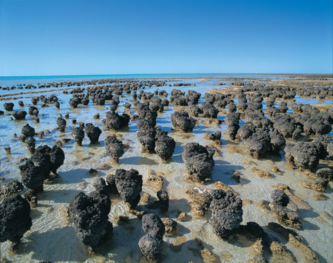 Hamelin Pool Stromatolites - Accommodation Batemans Bay 2