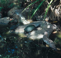 Howard Springs Nature Park - Accommodation Batemans Bay