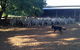 Kuriong Sheep Station - thumb 1