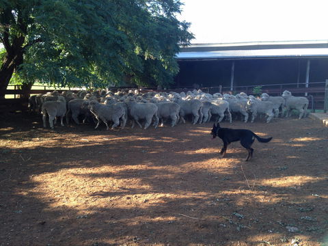 Kuriong Sheep Station - Accommodation Batemans Bay 1