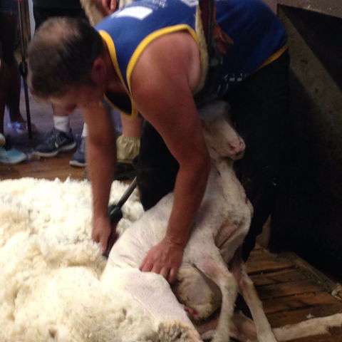 Kuriong Sheep Station - Accommodation Batemans Bay 2
