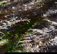 Langwarrin Flora and Fauna Reserve Walking Trails - Accommodation Batemans Bay
