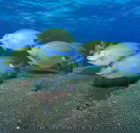 Lodestone Reef - Accommodation Batemans Bay