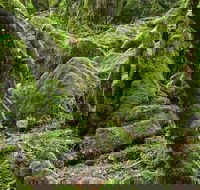 Lyrebird Walking Track - Accommodation Batemans Bay