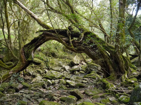 Mitchell River Walking Track - Accommodation Batemans Bay 0