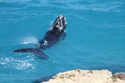 Nullarbor National Park - Accommodation Batemans Bay 2