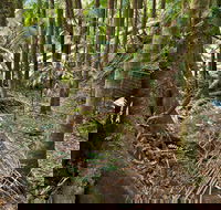 Palm Forest Walking Track - Accommodation Batemans Bay