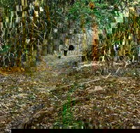 Sand track walk north - Accommodation Batemans Bay