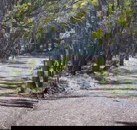 Coolah Tops National Park - Accommodation Batemans Bay