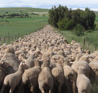 Curringa Farm - Accommodation and Farm Tours - Accommodation Batemans Bay