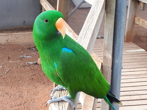 Eyre Reptile & Wildlife Park - Accommodation Batemans Bay 0