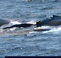 Gerringong Whale Watching Platform - Accommodation Batemans Bay