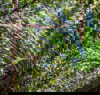 Great North walk - Palm Grove Nature Reserve - Accommodation Batemans Bay