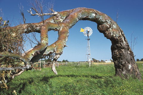 Greenough Leaning Trees - Accommodation Batemans Bay 0