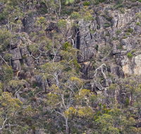 Horsnell Gully and Giles Conservation Parks - Accommodation Batemans Bay