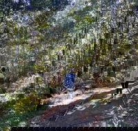 Lyrebird Circuit Walk - Accommodation Batemans Bay