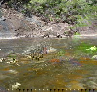 Mount Boss State Forest - Accommodation Batemans Bay