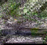 Tea Tree Falls Walking Track - Accommodation Batemans Bay