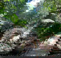 Wirrawilla Rainforest Walk - Accommodation Batemans Bay