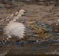 Bird watching at the Goan water hole - Accommodation Batemans Bay