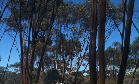 Boorabbin National Park - Accommodation Batemans Bay 0