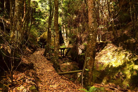 Cave Creek Walking Track - Accommodation Batemans Bay 2