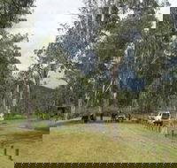 Chaelundi National Park - Accommodation Batemans Bay