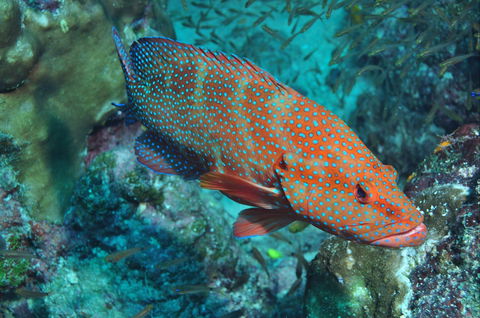 Cobia Hole Dive Site - Accommodation Batemans Bay 0