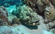 Cobia Hole Dive Site - thumb 1