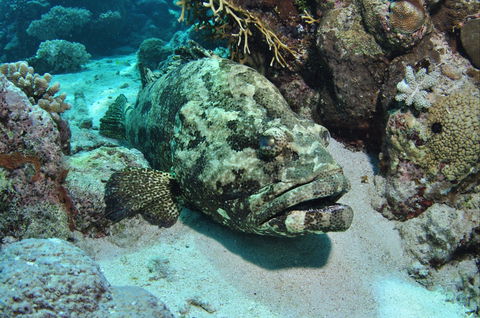Cobia Hole Dive Site - Accommodation Batemans Bay 1