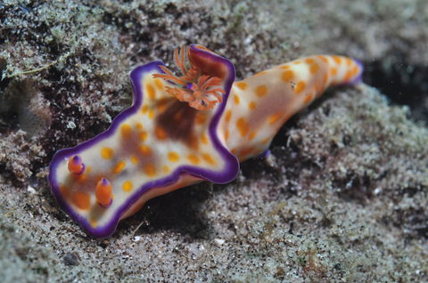 Curtin Artificial Reef Dive Site - Accommodation Batemans Bay 0