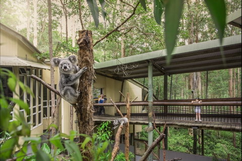 Daisy Hill Koala Centre - Accommodation Batemans Bay 0