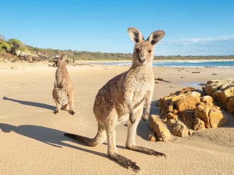 Diamond Head Beach - Accommodation Batemans Bay 0