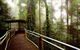 Dorrigo National Park - thumb 0