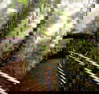 Dorrigo National Park - Accommodation Batemans Bay