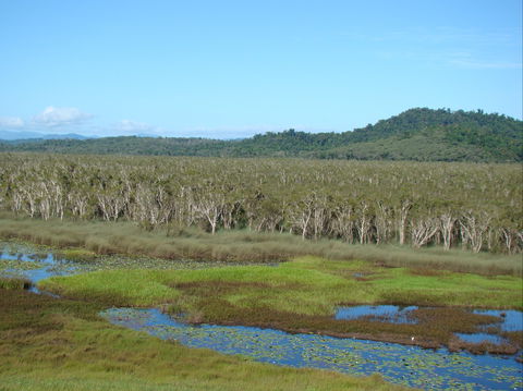 Eubenangee Swamp National Park - Accommodation Batemans Bay 1
