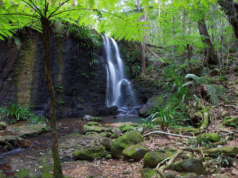 Gold Coast Hinterland Great Walk - Accommodation Batemans Bay 1