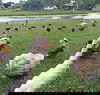 Gooseponds North Mackay - Accommodation Batemans Bay