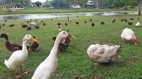 Gooseponds, North Mackay - Accommodation Batemans Bay 0