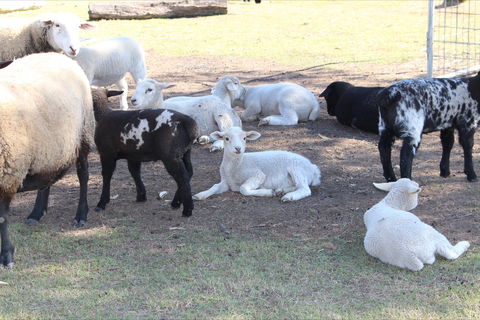 Haigslea EWE Nique Hobby Farm - Accommodation Batemans Bay 1