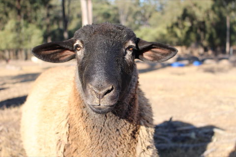 Haigslea EWE Nique Hobby Farm - Accommodation Batemans Bay 2