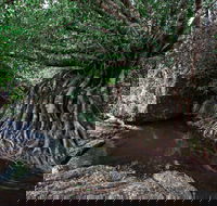 Misty Mountains Wilderness Tracks - Accommodation Batemans Bay