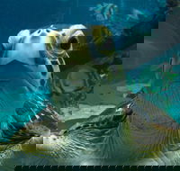 Reef HQ Aquarium - Accommodation Batemans Bay